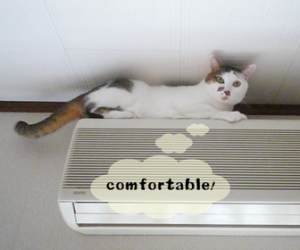猫のお留守番中のエアコンと暖房