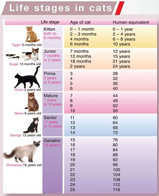 猫の年齢を人間に換算する一例