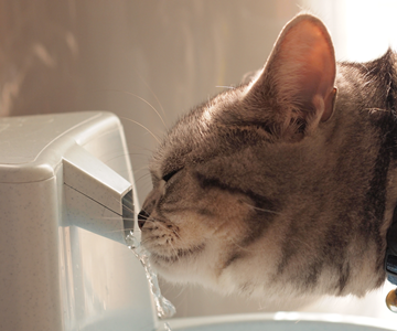 エアコンをつけていても夏はお水を多めに用意すると猫は安心