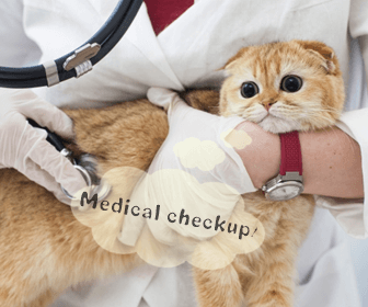 猫の定期健康診断