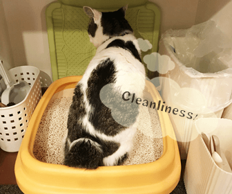 掃除がしやすい猫トイレのレイアウトアイデア