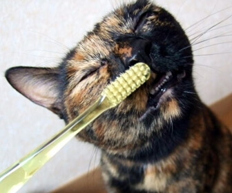 猫に歯ブラシ