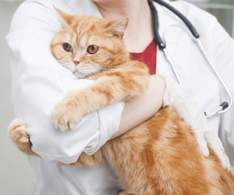 動物病院で猫の里親募集