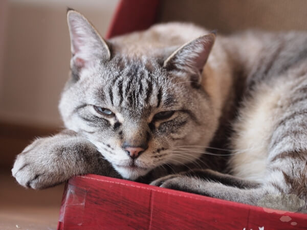 ガリガリウォールで眠る猫