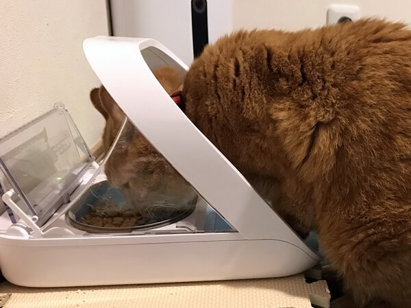 シェアフィーダーでご飯を食べる猫