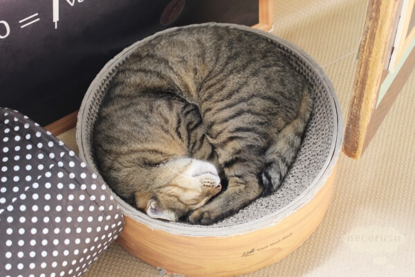 東京の保護猫団体ラブコさん