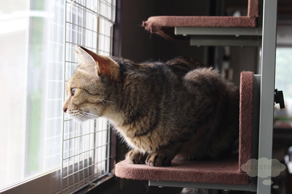 東京の保護猫団体ラブコさん
