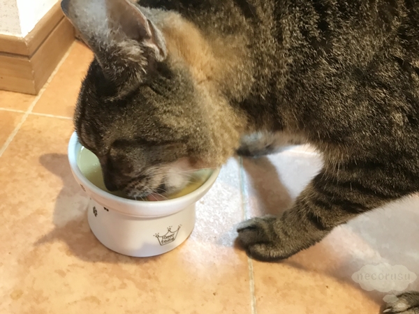 デビフカロリーエース猫用流動食を食べる猫
