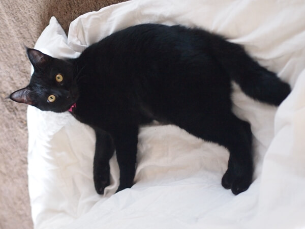 黒猫の性格
