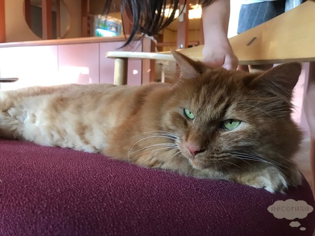 箱根仙石原、猫のいる温泉旅館みたけ、看板猫のレオ君