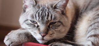 ガリガリウォールで眠る猫